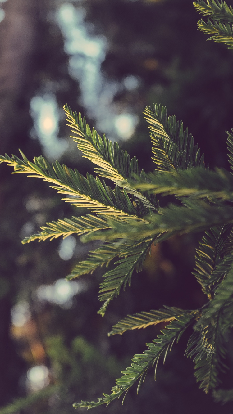 Green Pine Tree in Close up Photography. Wallpaper in 750x1334 Resolution