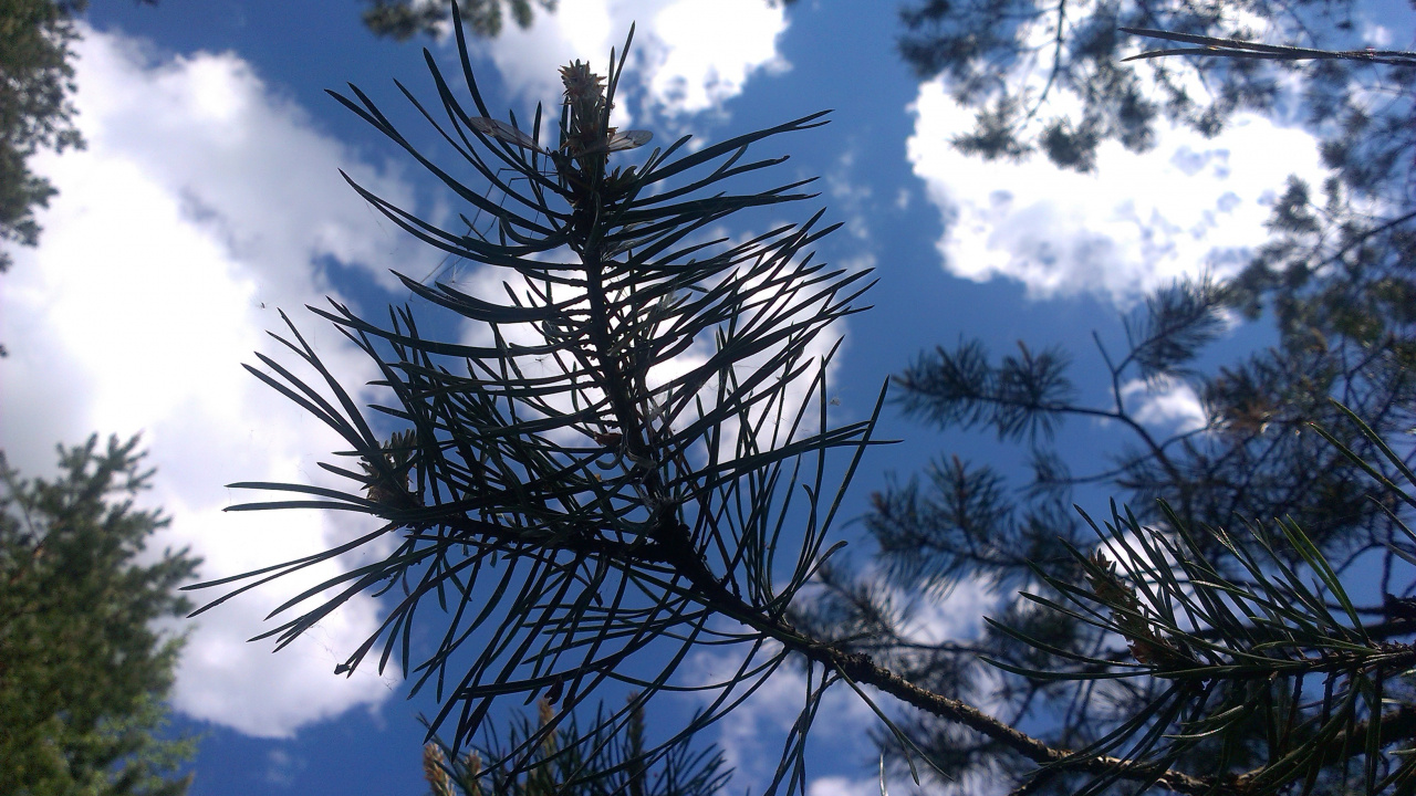 Brauner Baum Unter Blauem Himmel Tagsüber. Wallpaper in 1280x720 Resolution