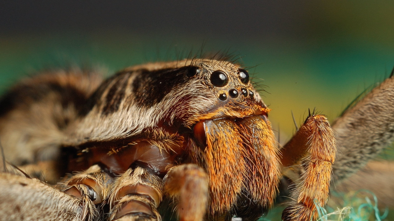 Braune Und Schwarze Spinne in Der Makrofotografie. Wallpaper in 1280x720 Resolution