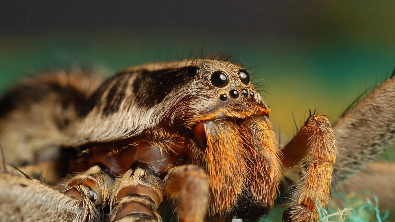 Braune Und Schwarze Spinne in Der Makrofotografie. Wallpaper in 1366x768 Resolution