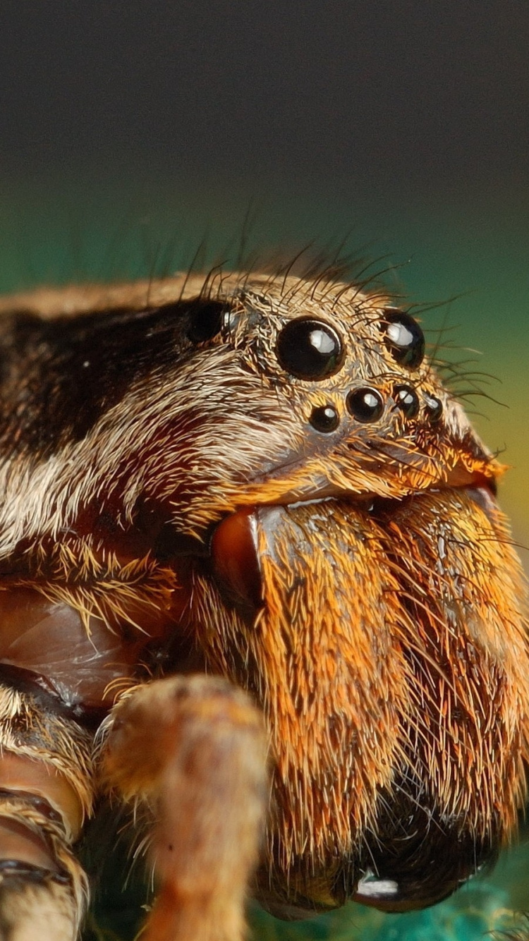 Braune Und Schwarze Spinne in Der Makrofotografie. Wallpaper in 750x1334 Resolution