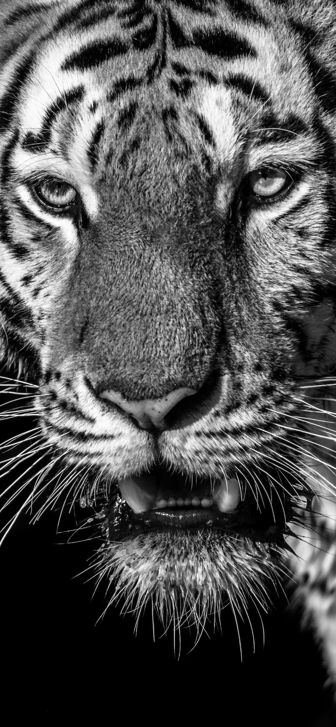 White and Black Tiger Illustration. Wallpaper in 1125x2436 Resolution