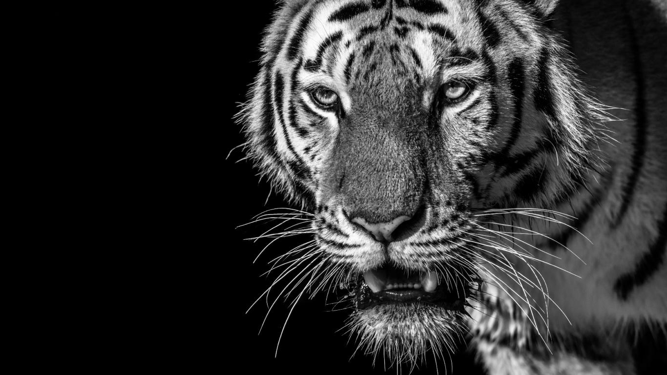White and Black Tiger Illustration. Wallpaper in 1366x768 Resolution
