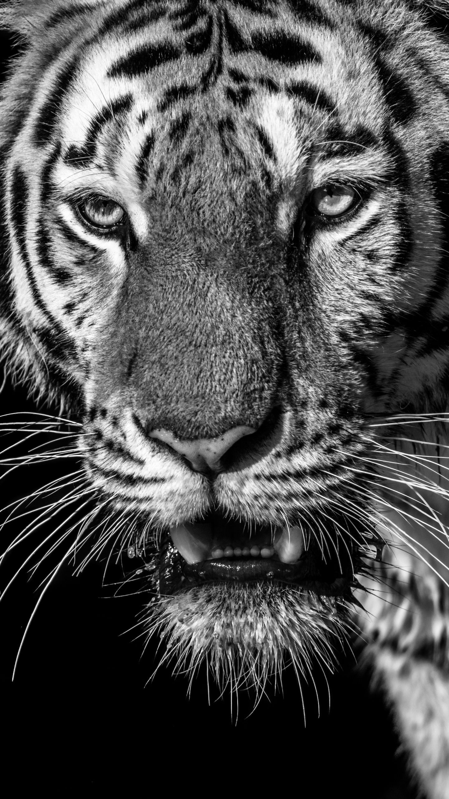 White and Black Tiger Illustration. Wallpaper in 1440x2560 Resolution