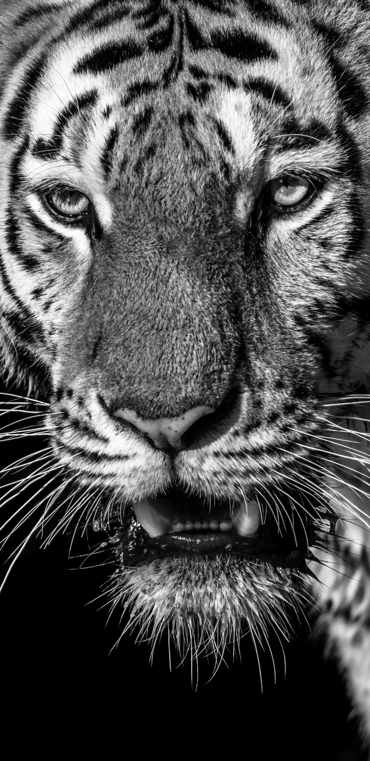 White and Black Tiger Illustration. Wallpaper in 1440x2960 Resolution