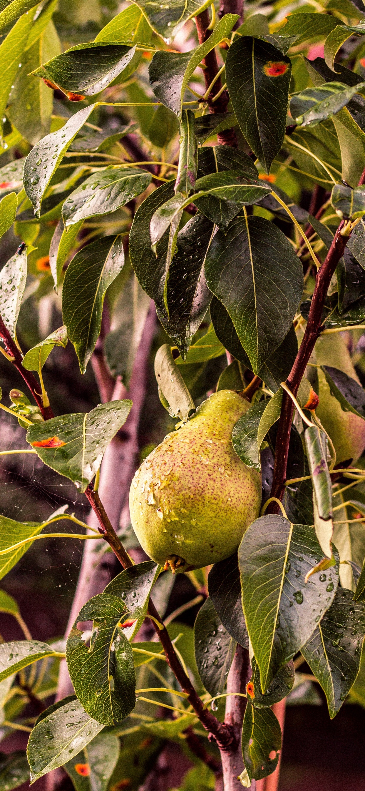 Pera, Árbol de la Fruta, Planta Leñosa, Sucursal, Fábrica. Wallpaper in 1242x2688 Resolution