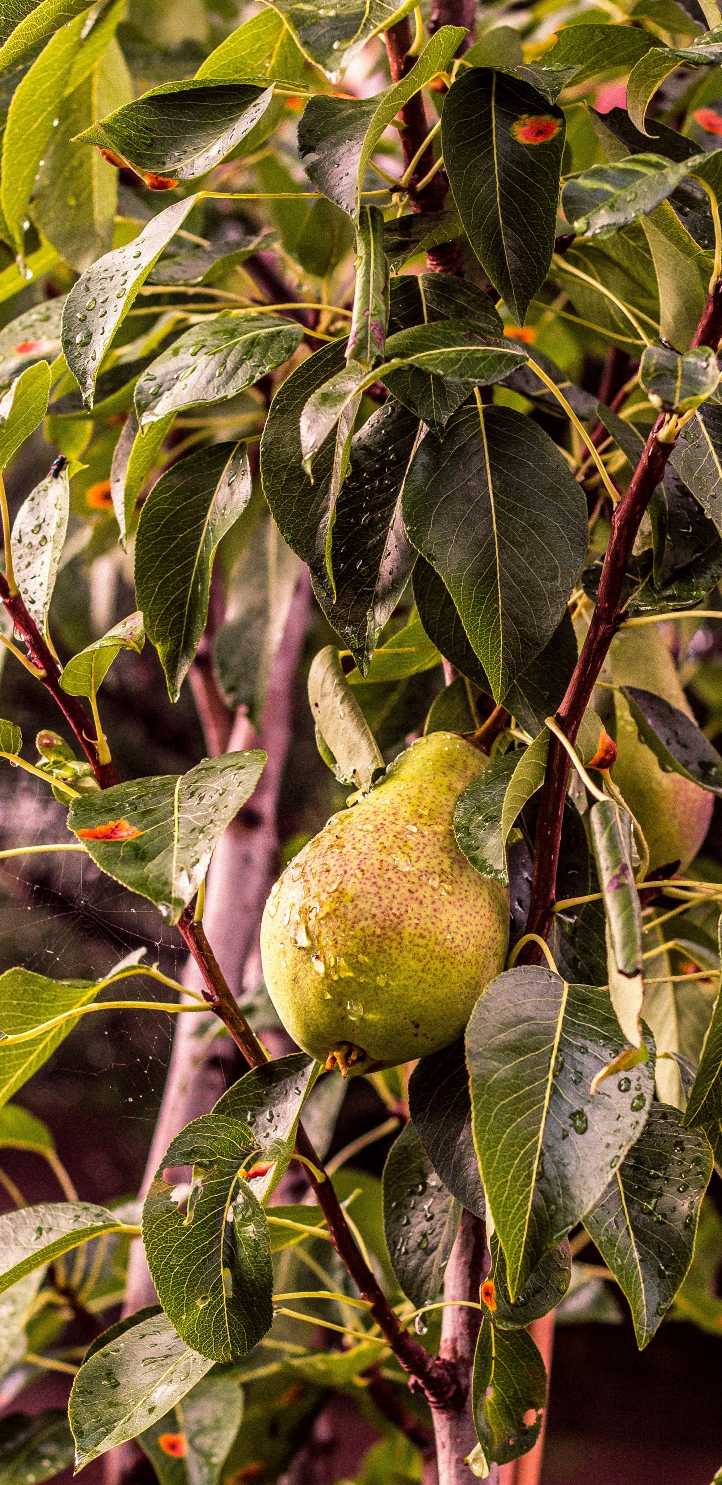 Pera, Árbol de la Fruta, Planta Leñosa, Sucursal, Fábrica. Wallpaper in 1440x2960 Resolution