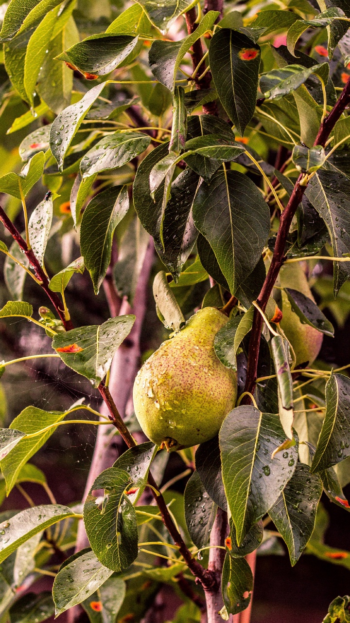 Pera, Árbol de la Fruta, Planta Leñosa, Sucursal, Fábrica. Wallpaper in 720x1280 Resolution
