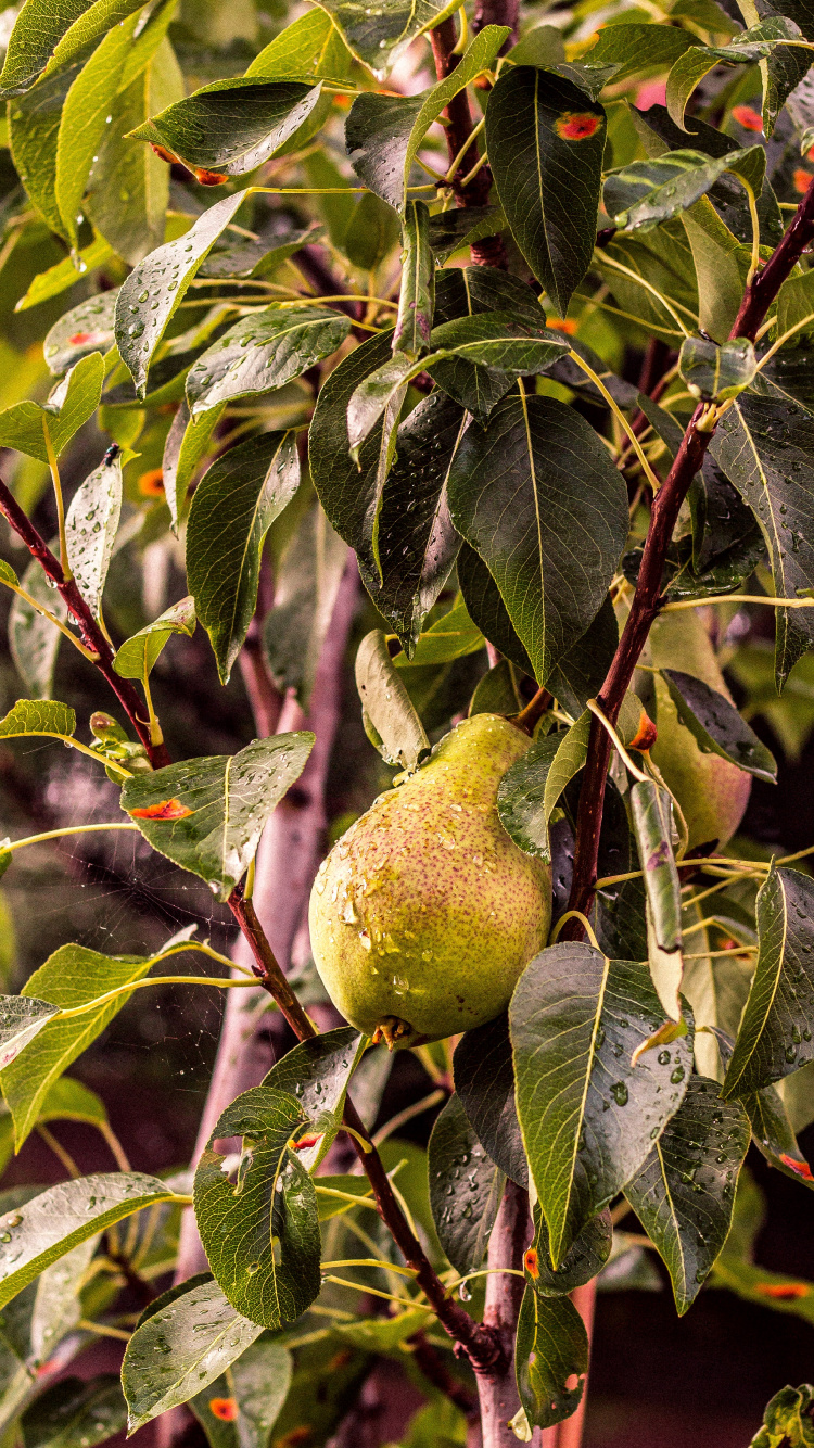 Pera, Árbol de la Fruta, Planta Leñosa, Sucursal, Fábrica. Wallpaper in 750x1334 Resolution