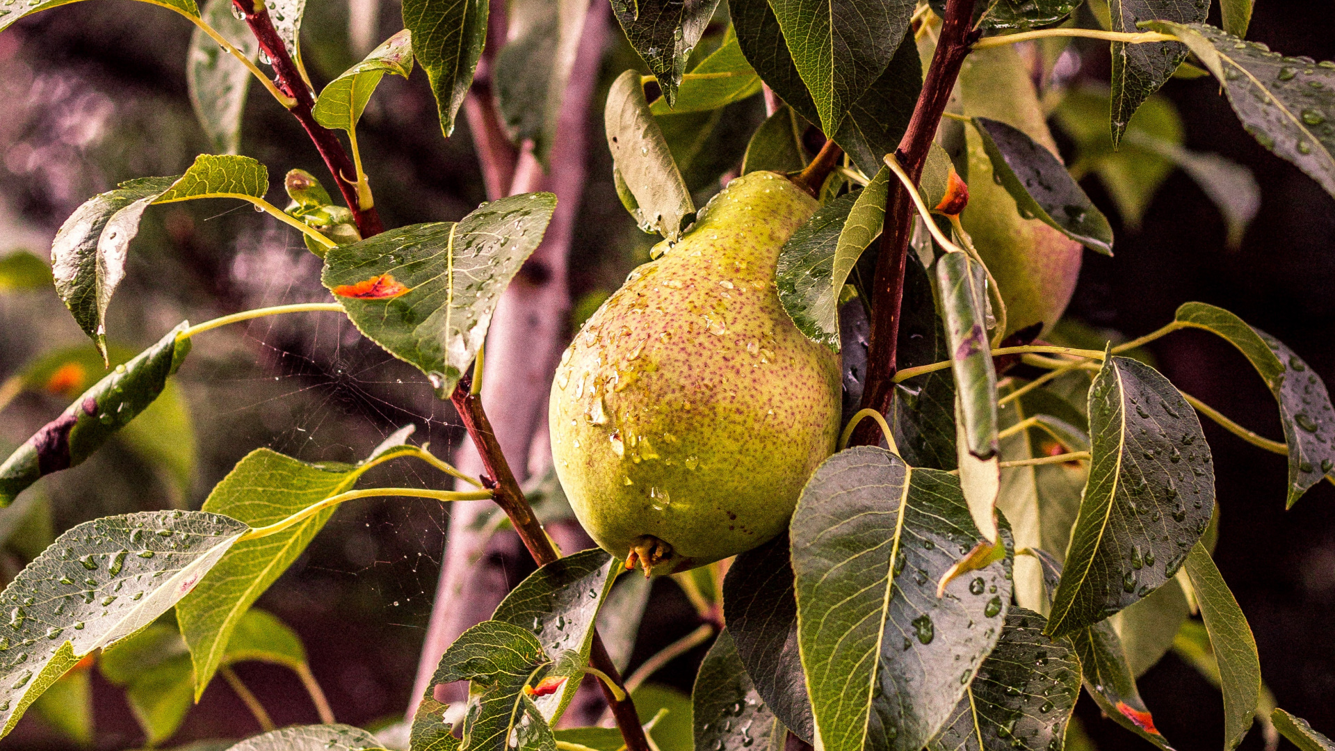 Poire, Feuille, Les Fruits de L'arbre, Plantes Ligneuses, Fruits. Wallpaper in 1920x1080 Resolution