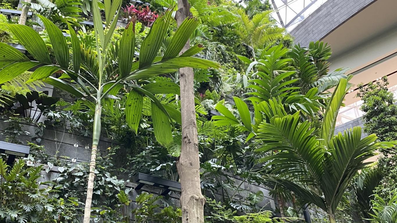 la Vegetación, Palmera, Planta, Biología, Jardin. Wallpaper in 1366x768 Resolution