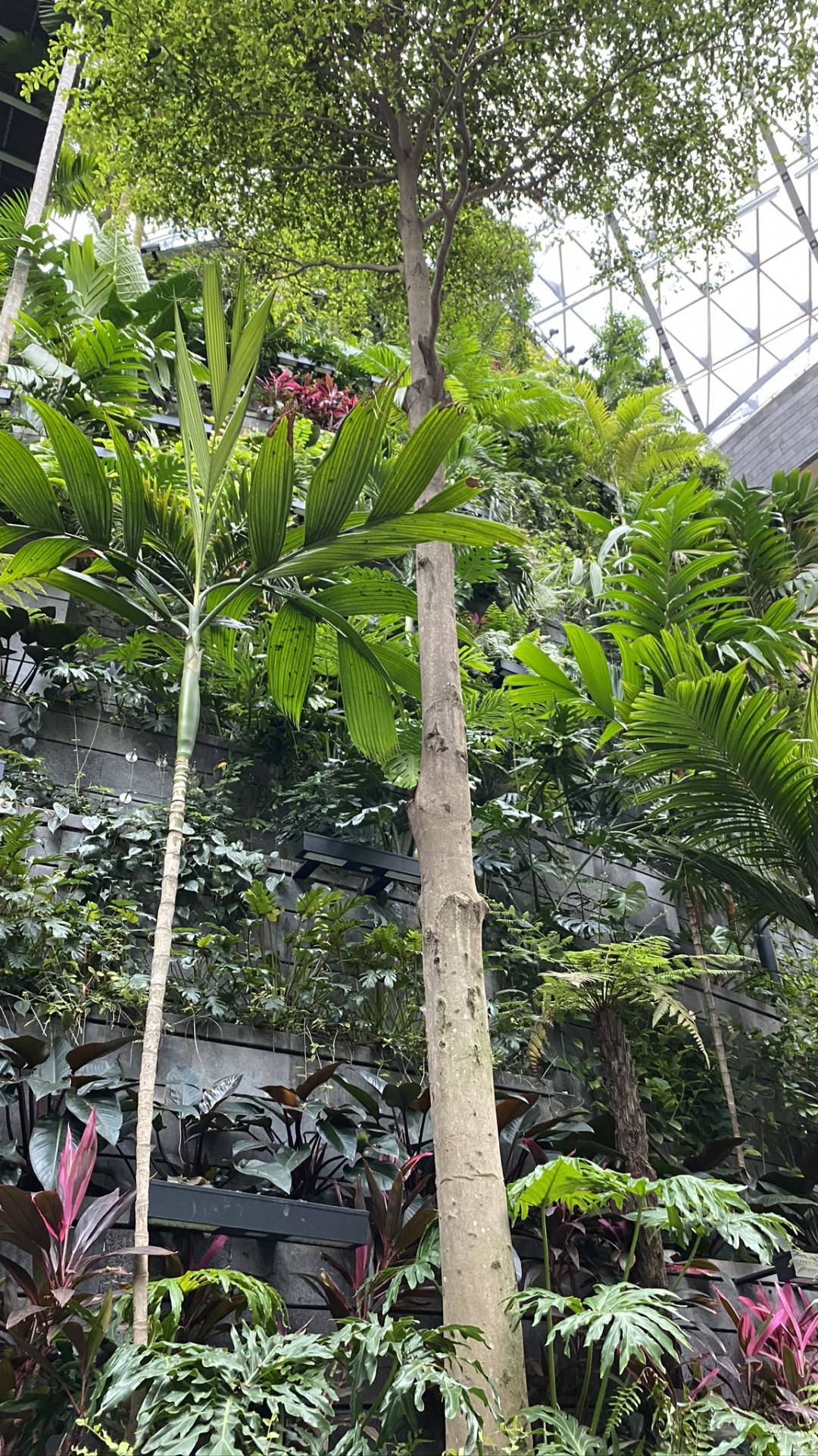 Vegetation, Palm Trees, Leaf, Plants, Biology. Wallpaper in 1080x1920 Resolution