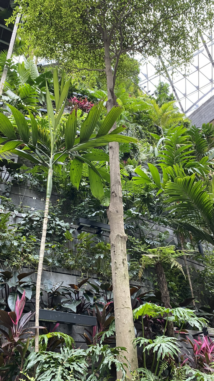 Vegetation, Palme, Blatt, Pflanzen, Biologie. Wallpaper in 750x1334 Resolution