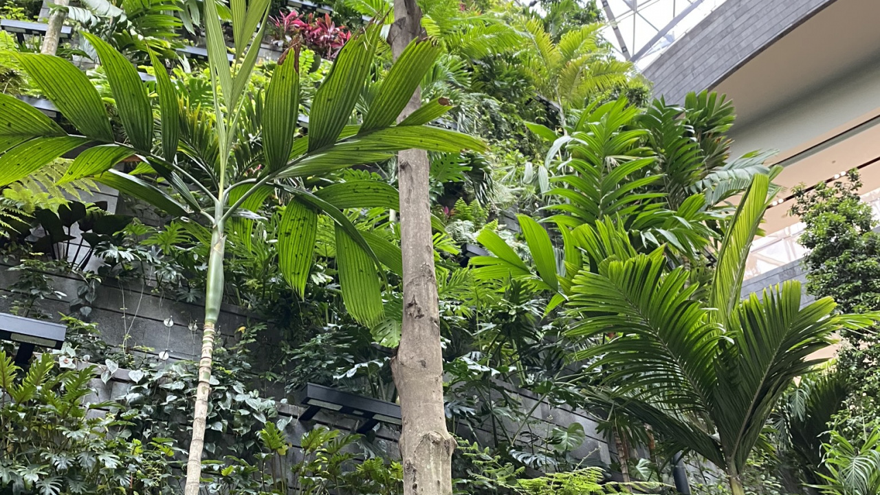 Végétation, Palmier, Feuille, Plante, Biologie. Wallpaper in 1280x720 Resolution