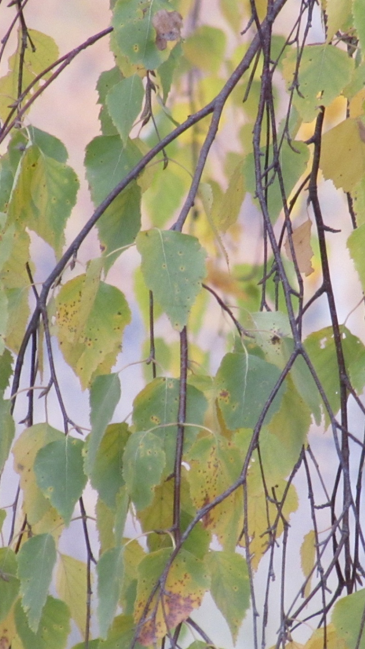 Green and Brown Leaves During Daytime. Wallpaper in 750x1334 Resolution