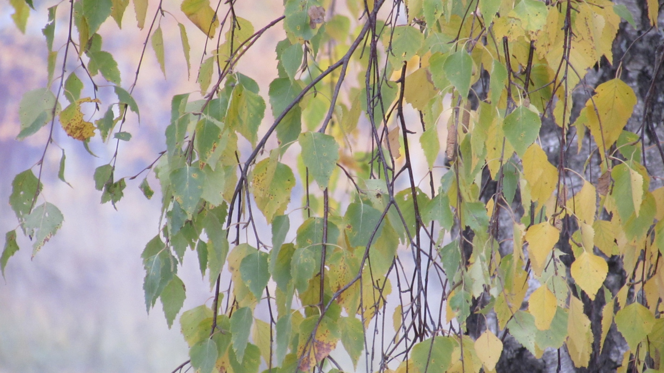 Feuilles Vertes et Brunes Pendant la Journée. Wallpaper in 1366x768 Resolution