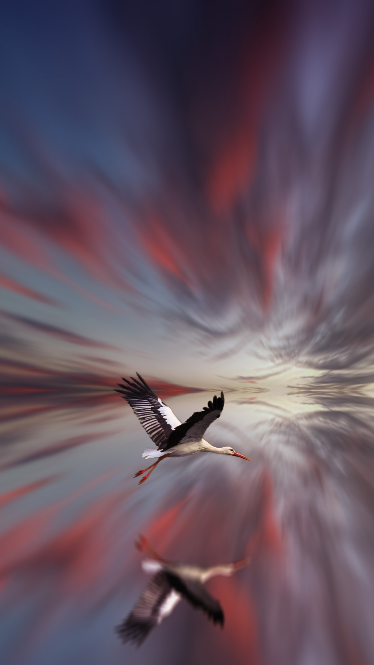 White and Black Bird Flying in The Sky. Wallpaper in 750x1334 Resolution