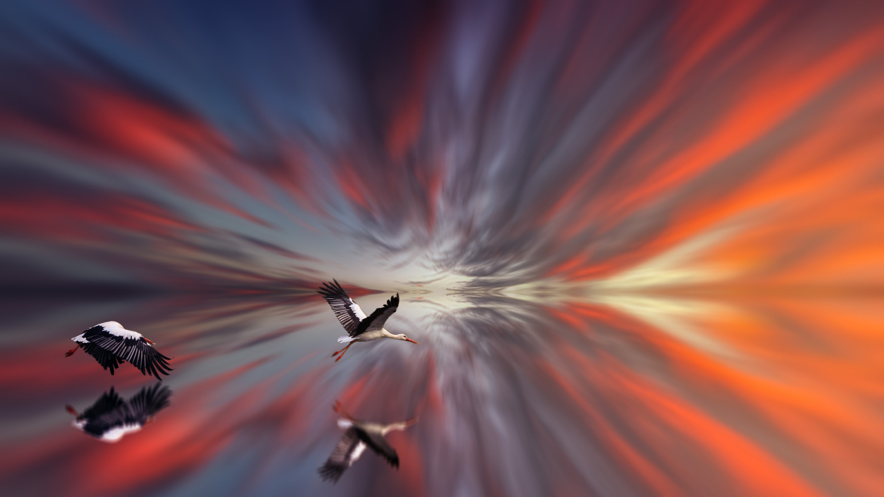 Oiseau Blanc et Noir Volant Dans le Ciel. Wallpaper in 1280x720 Resolution