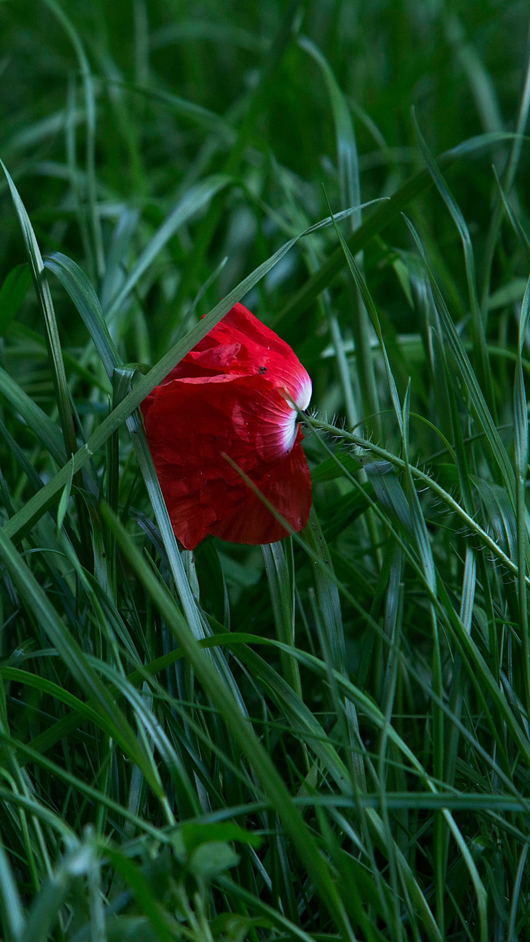 Fleur Rouge Sur L'herbe Verte. Wallpaper in 1080x1920 Resolution