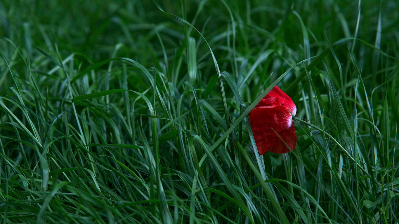 Fleur Rouge Sur L'herbe Verte. Wallpaper in 1366x768 Resolution