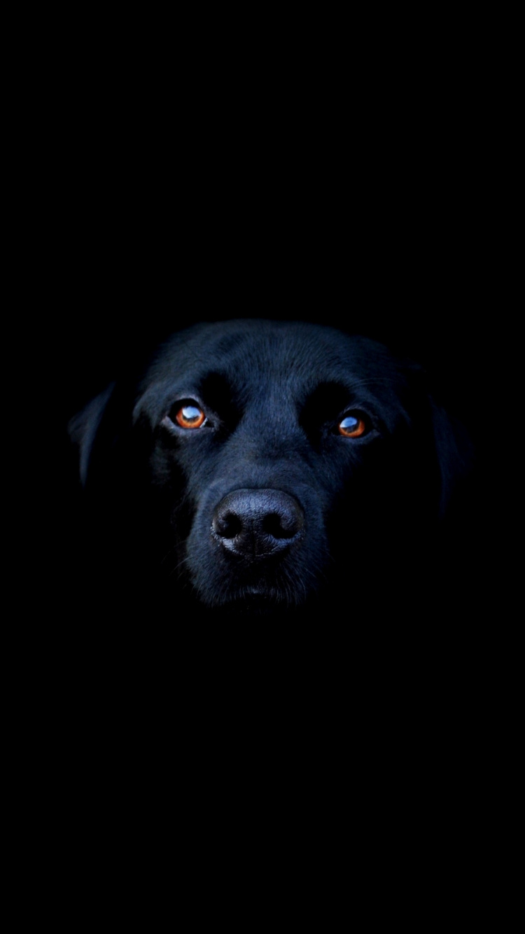 Labrador Retriever Noir Allongé Sur Textile Noir. Wallpaper in 750x1334 Resolution