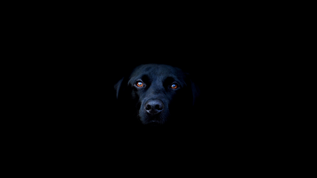 Black Labrador Retriever Lying on Black Textile. Wallpaper in 1280x720 Resolution