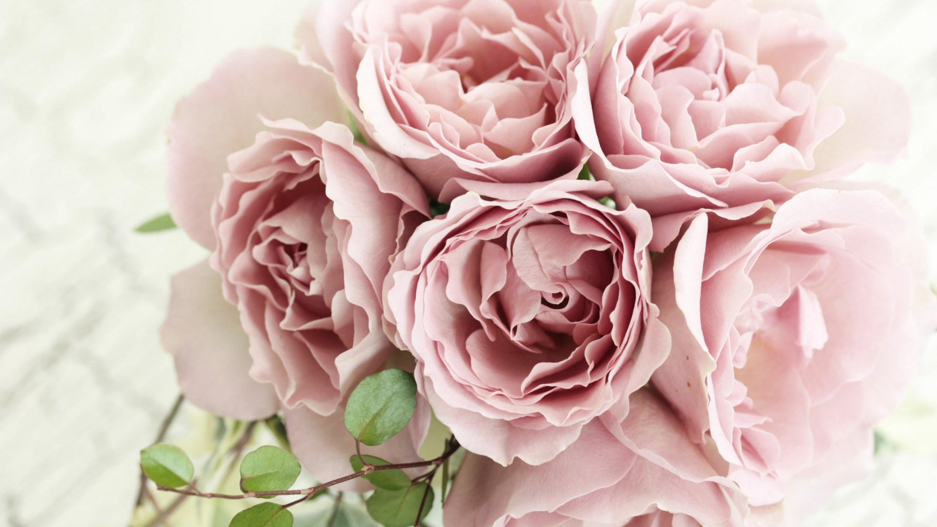 Rosa Rosen in Nahaufnahme Close. Wallpaper in 1920x1080 Resolution