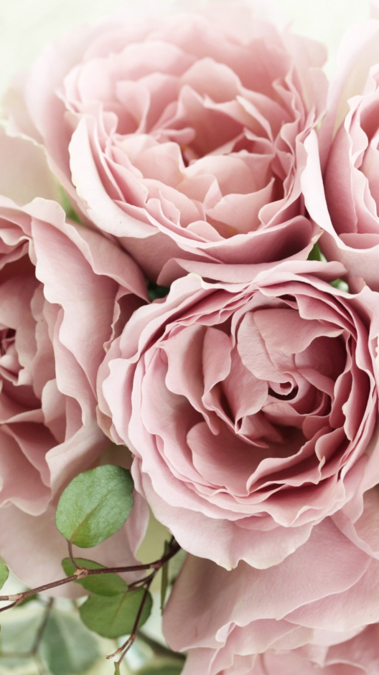 Pink Roses in Close up Photography. Wallpaper in 750x1334 Resolution
