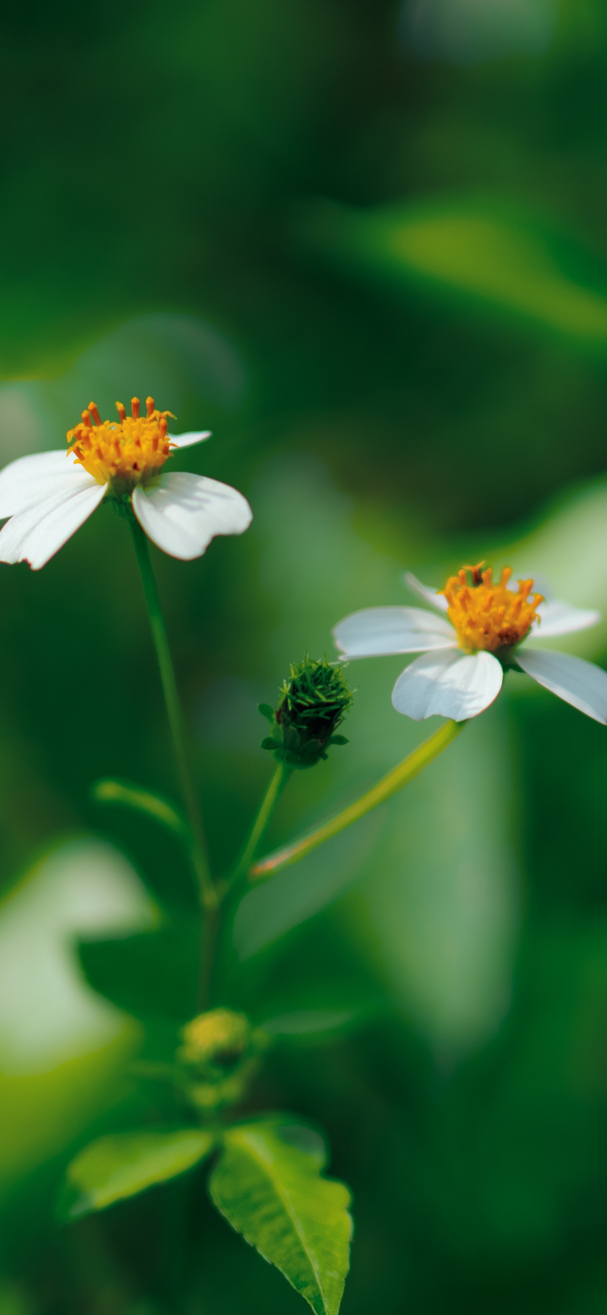 Weiße Blume in Tilt-Shift-Linse. Wallpaper in 1242x2688 Resolution