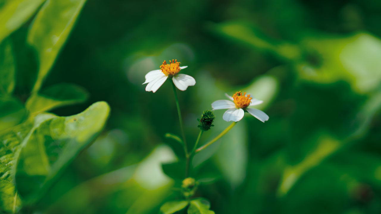 绿色的, 显花植物, 野花, 草, 花蜜 壁纸 1280x720 允许