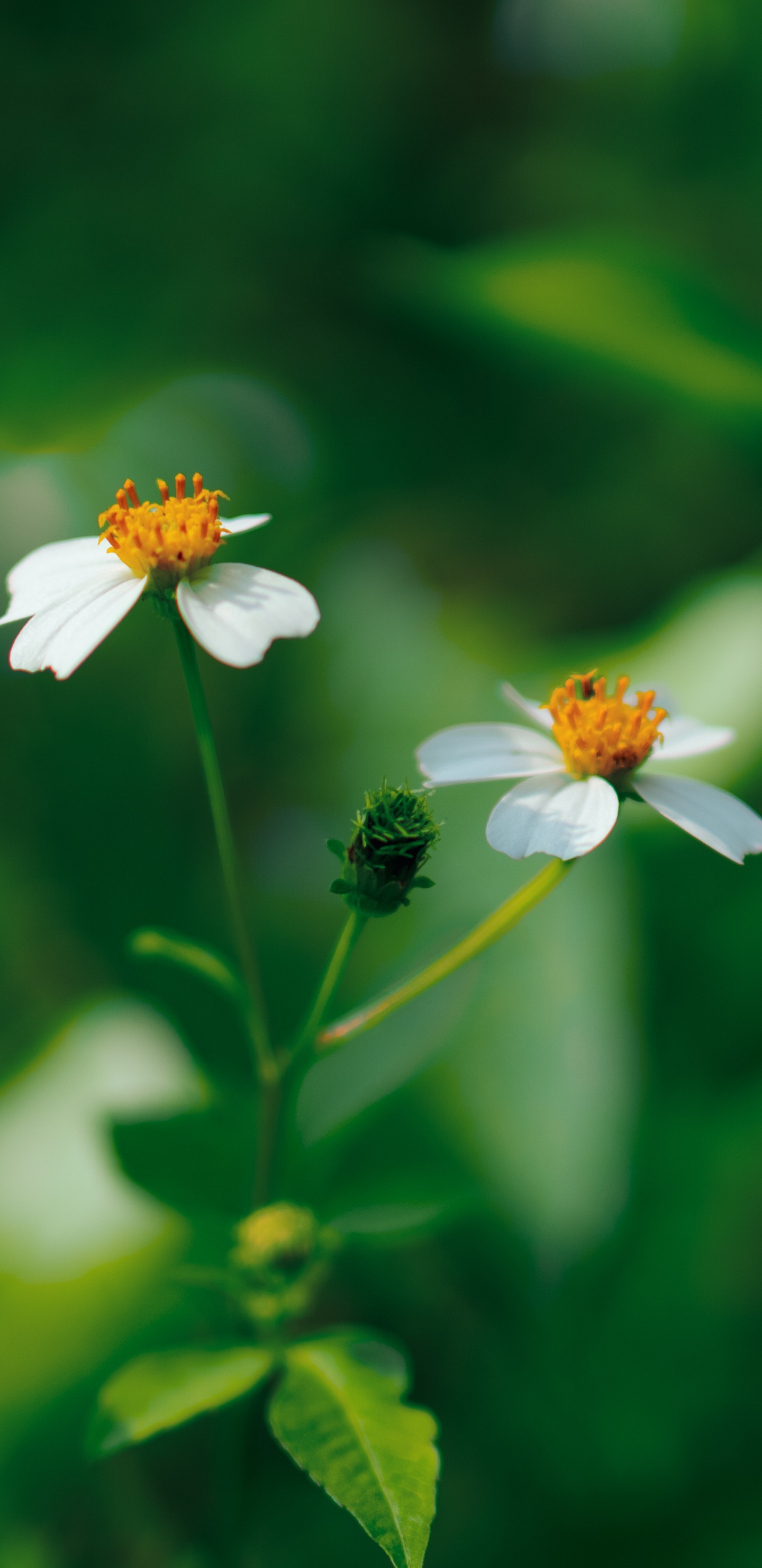 绿色的, 显花植物, 野花, 草, 花蜜 壁纸 1440x2960 允许