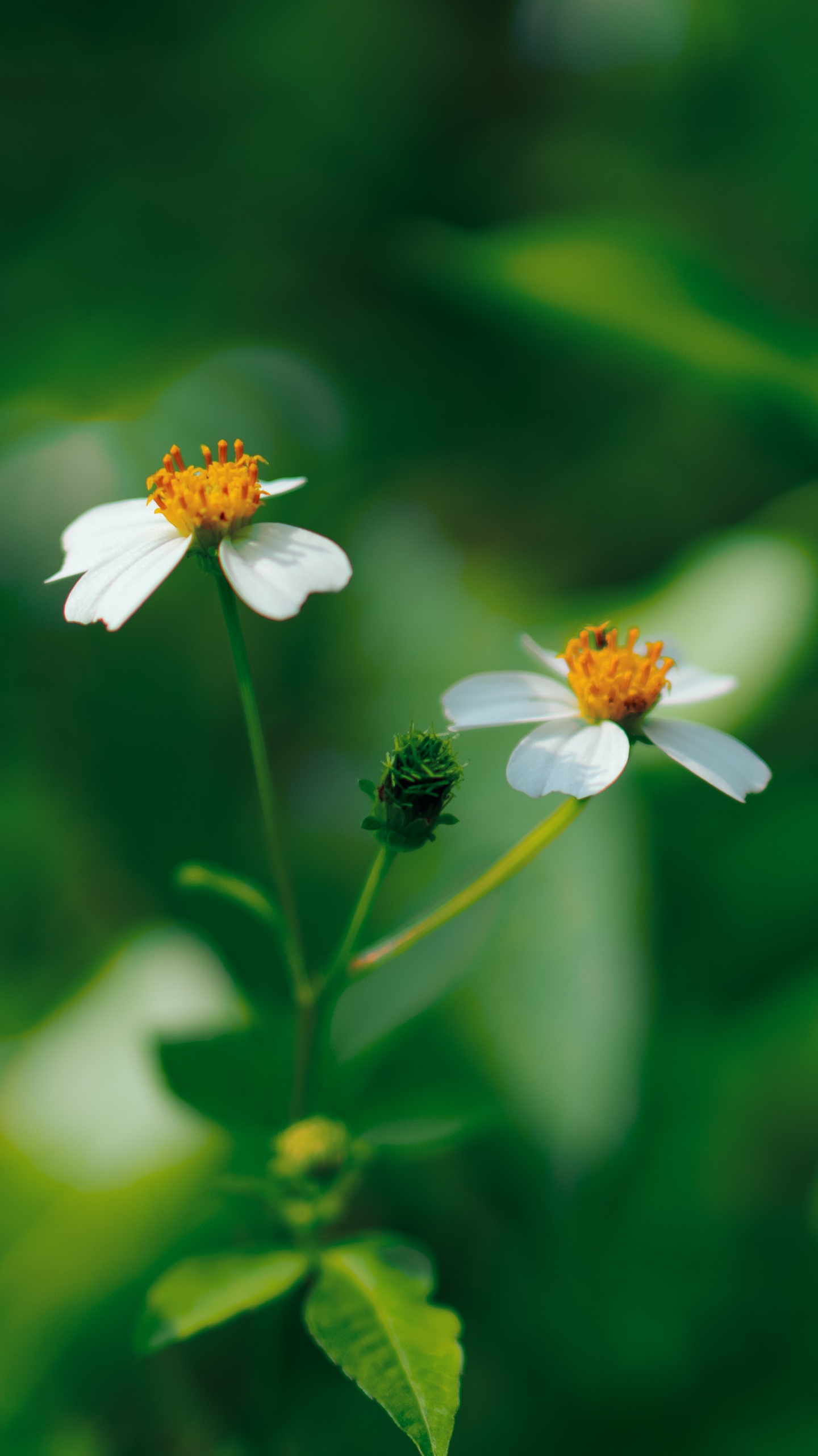 White Flower in Tilt Shift Lens. Wallpaper in 1440x2560 Resolution