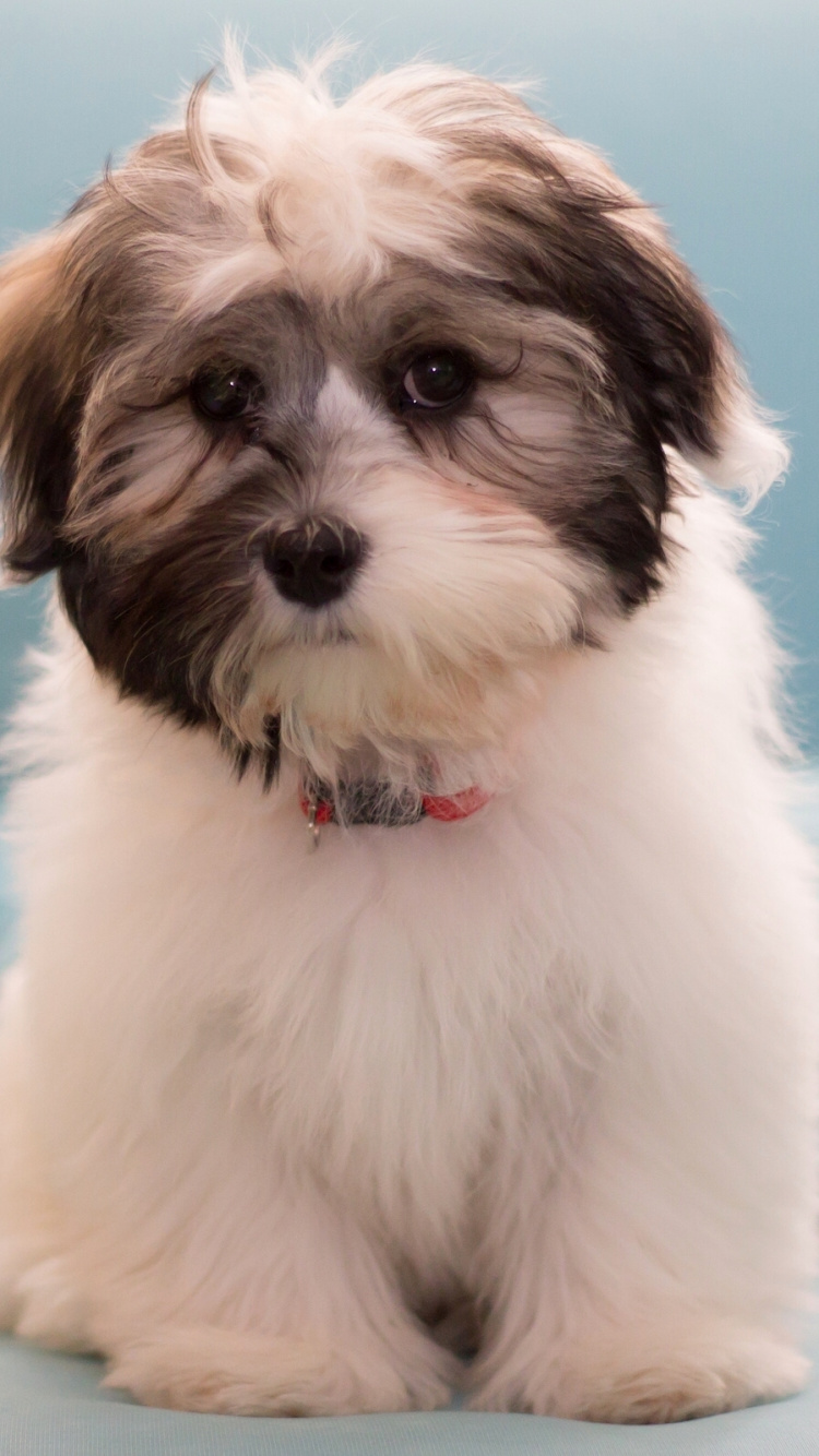 Perro Pequeño de Pelo Largo Blanco y Marrón Sobre Textil Azul. Wallpaper in 750x1334 Resolution
