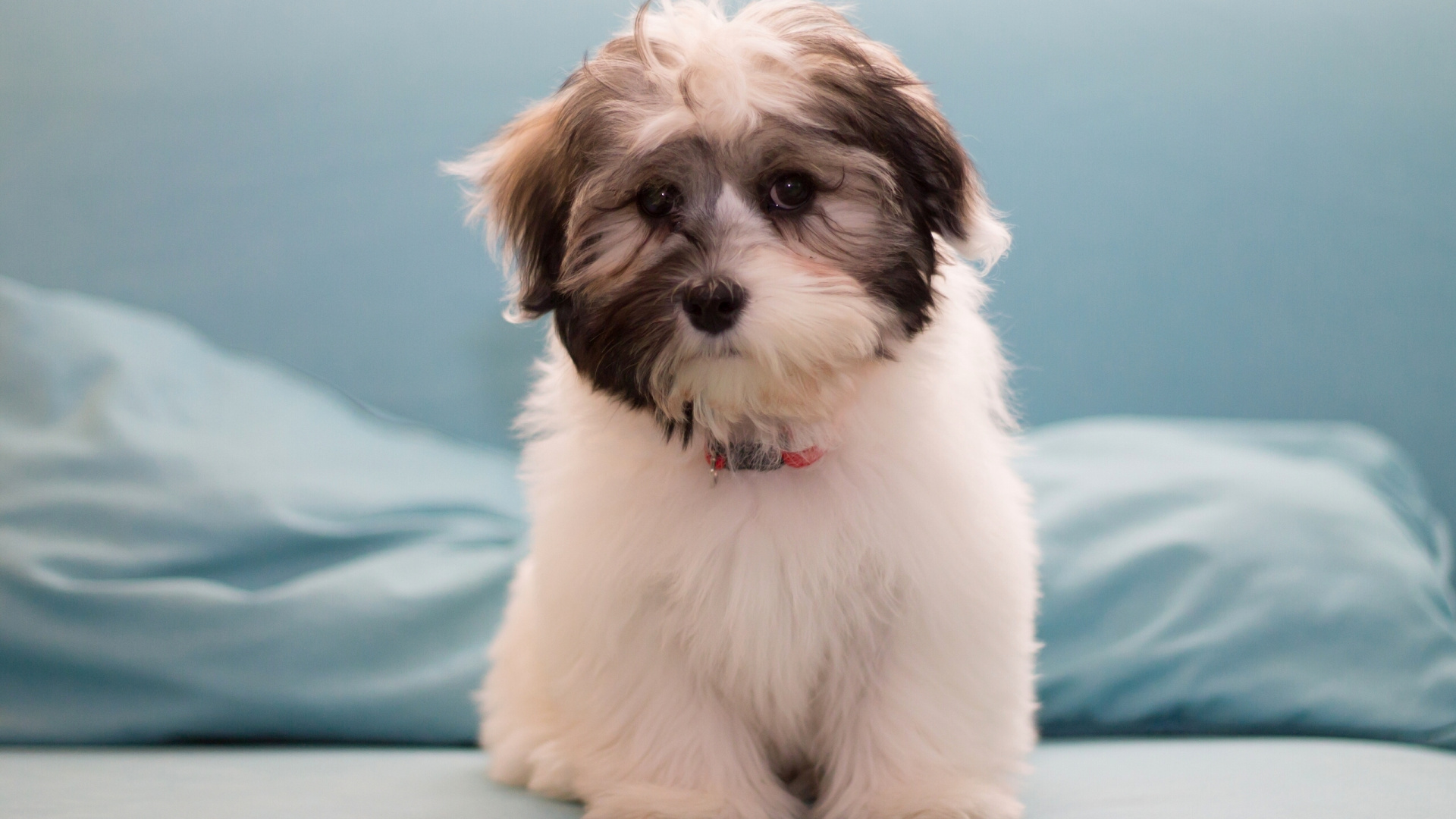 White and Brown Long Coated Small Dog on Blue Textile. Wallpaper in 1920x1080 Resolution
