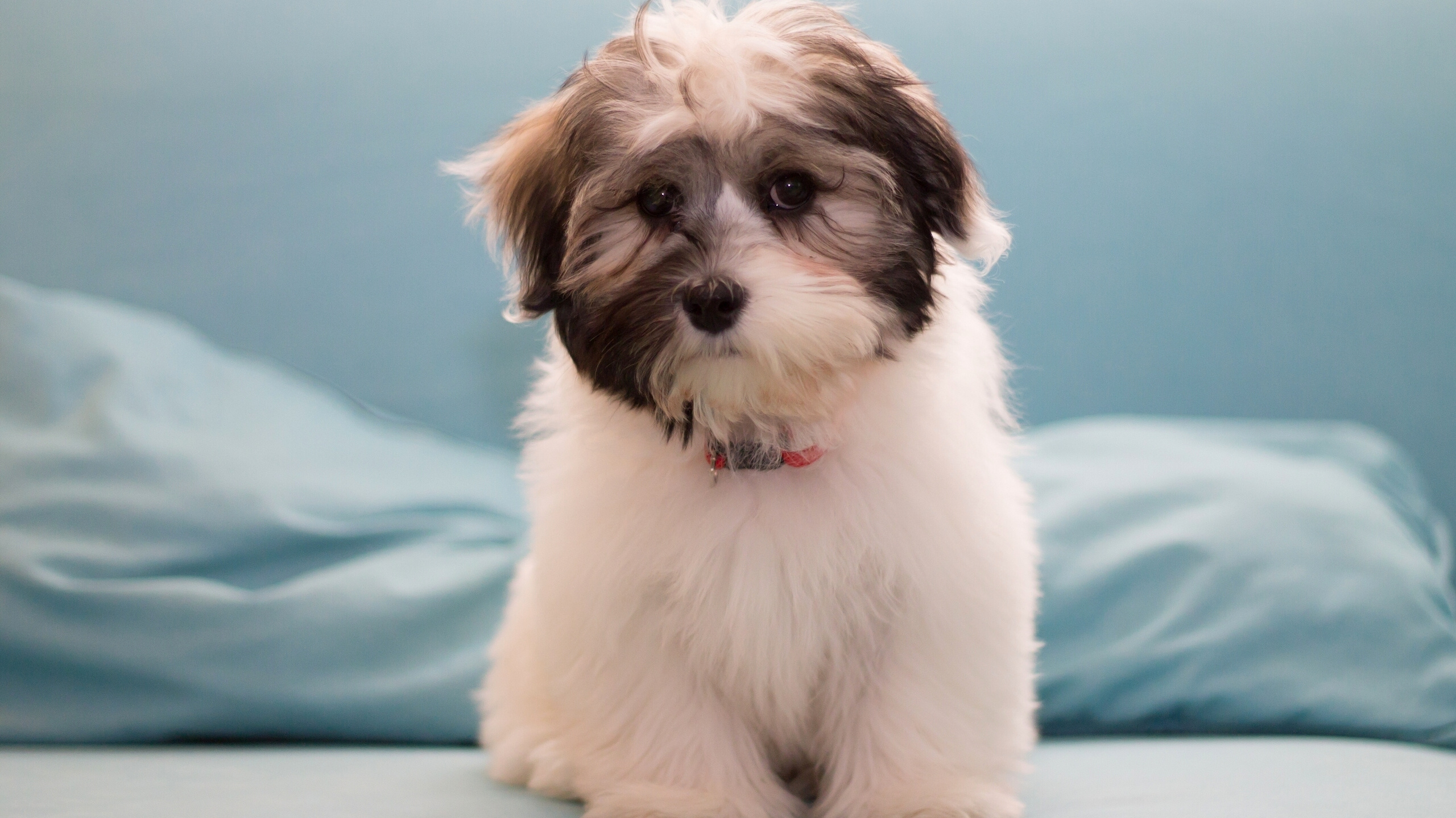 Weiß-brauner Langhaariger Kleiner Hund Auf Blauem Textil. Wallpaper in 2560x1440 Resolution