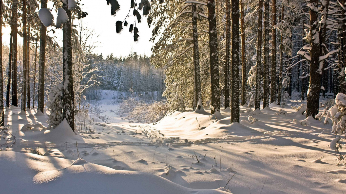 Snow Covered Field and Trees During Daytime. Wallpaper in 1366x768 Resolution