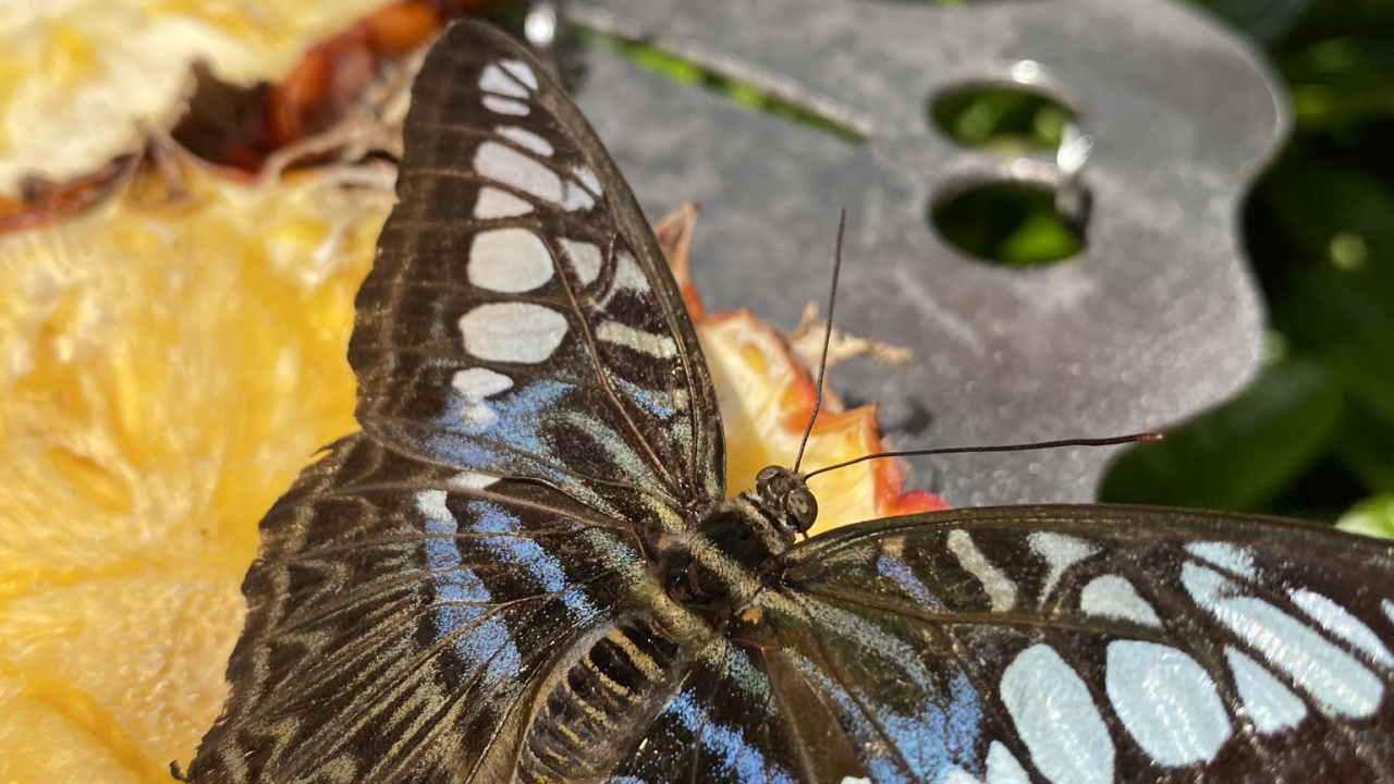 Moth, Insect, Arthropod, Invertebrate, Pollinator. Wallpaper in 1280x720 Resolution