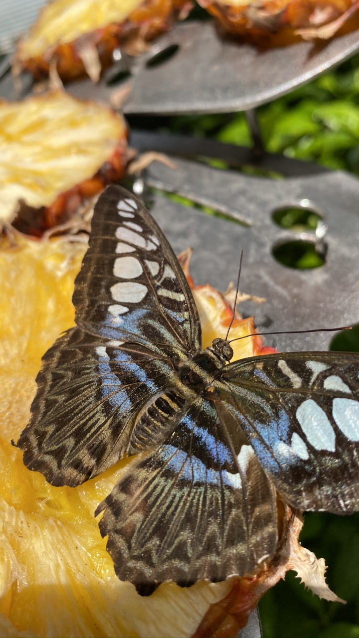 Moth, Insect, Arthropod, Invertebrate, Pollinator. Wallpaper in 720x1280 Resolution