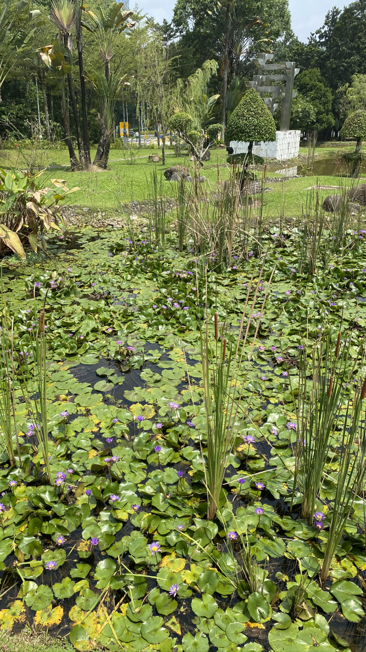 la Vegetación, Agua, el Jardín Botánico De, Bioma, Planta Acuática. Wallpaper in 750x1334 Resolution