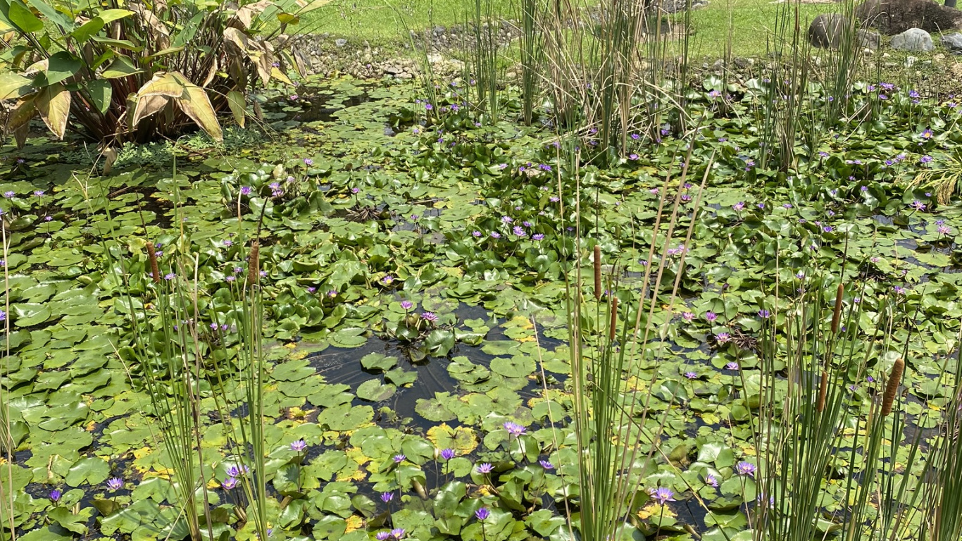 Végétation, Eau, Marécage, Jardin Botanique, Biome. Wallpaper in 1366x768 Resolution