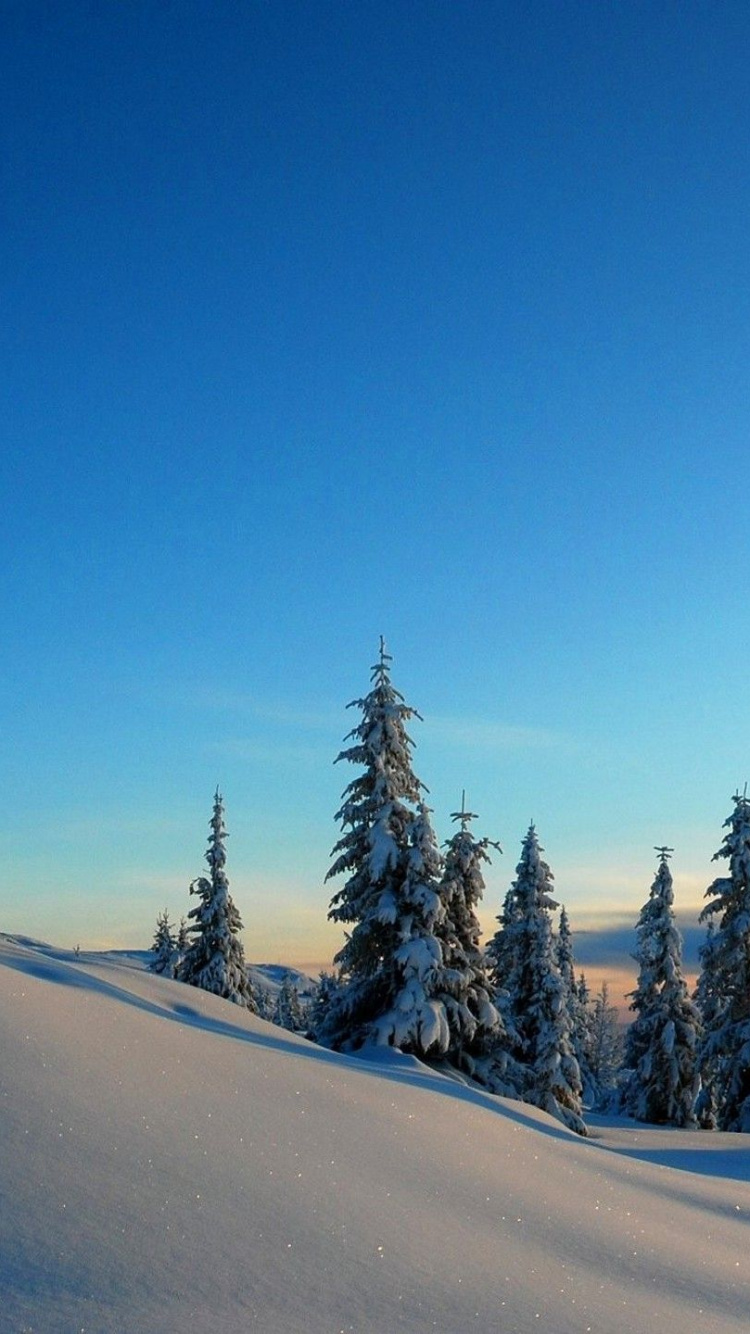 Árboles Cubiertos de Nieve Bajo un Cielo Azul Durante el Día. Wallpaper in 750x1334 Resolution