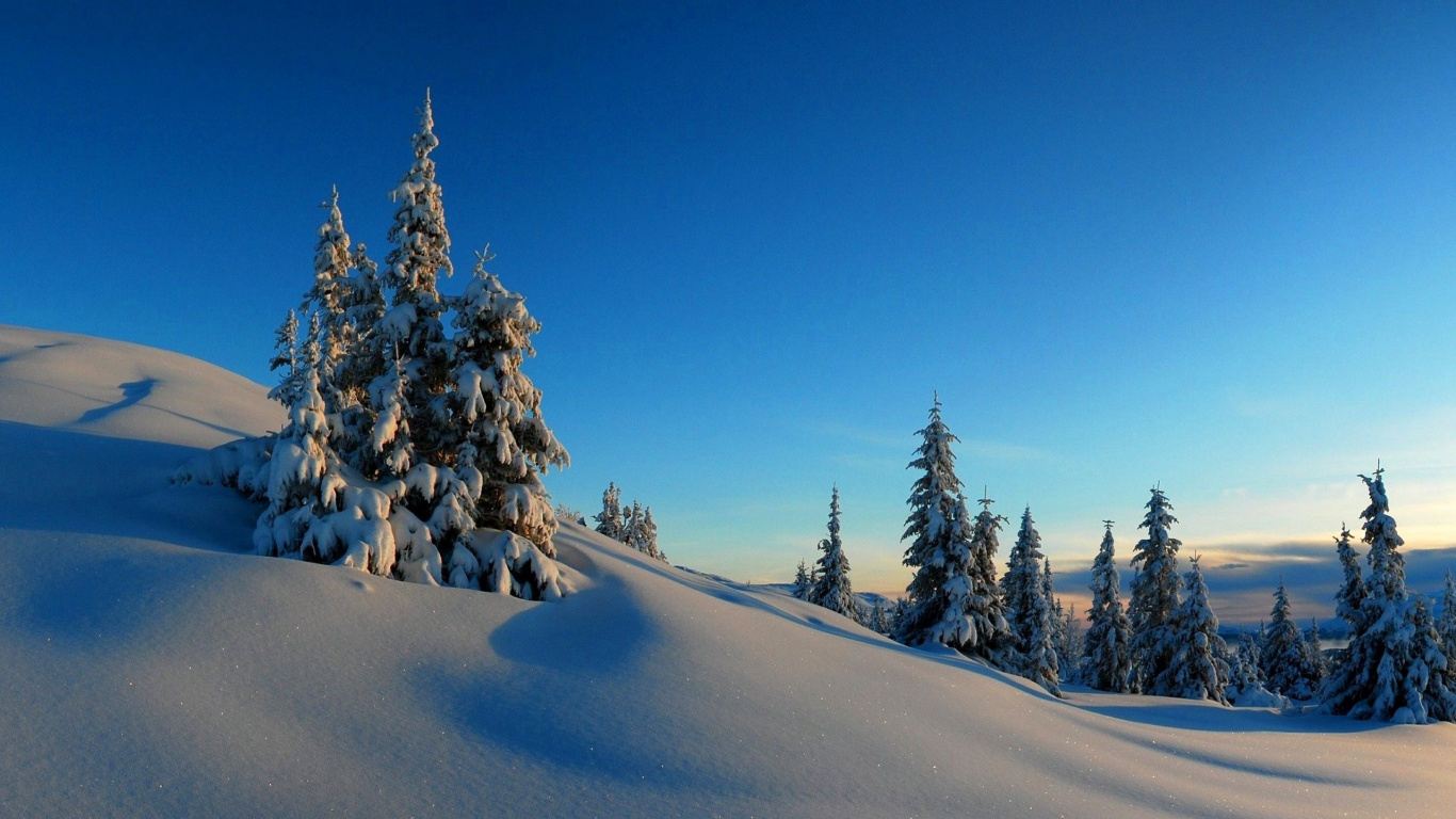 Snow Covered Trees Under Blue Sky During Daytime. Wallpaper in 1366x768 Resolution