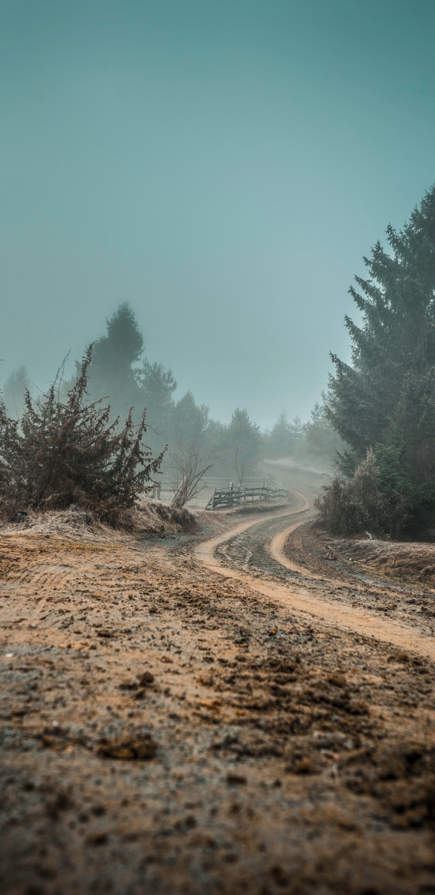 Surrealism, Painting, Landscape Painting, Art, Tree. Wallpaper in 1440x2960 Resolution