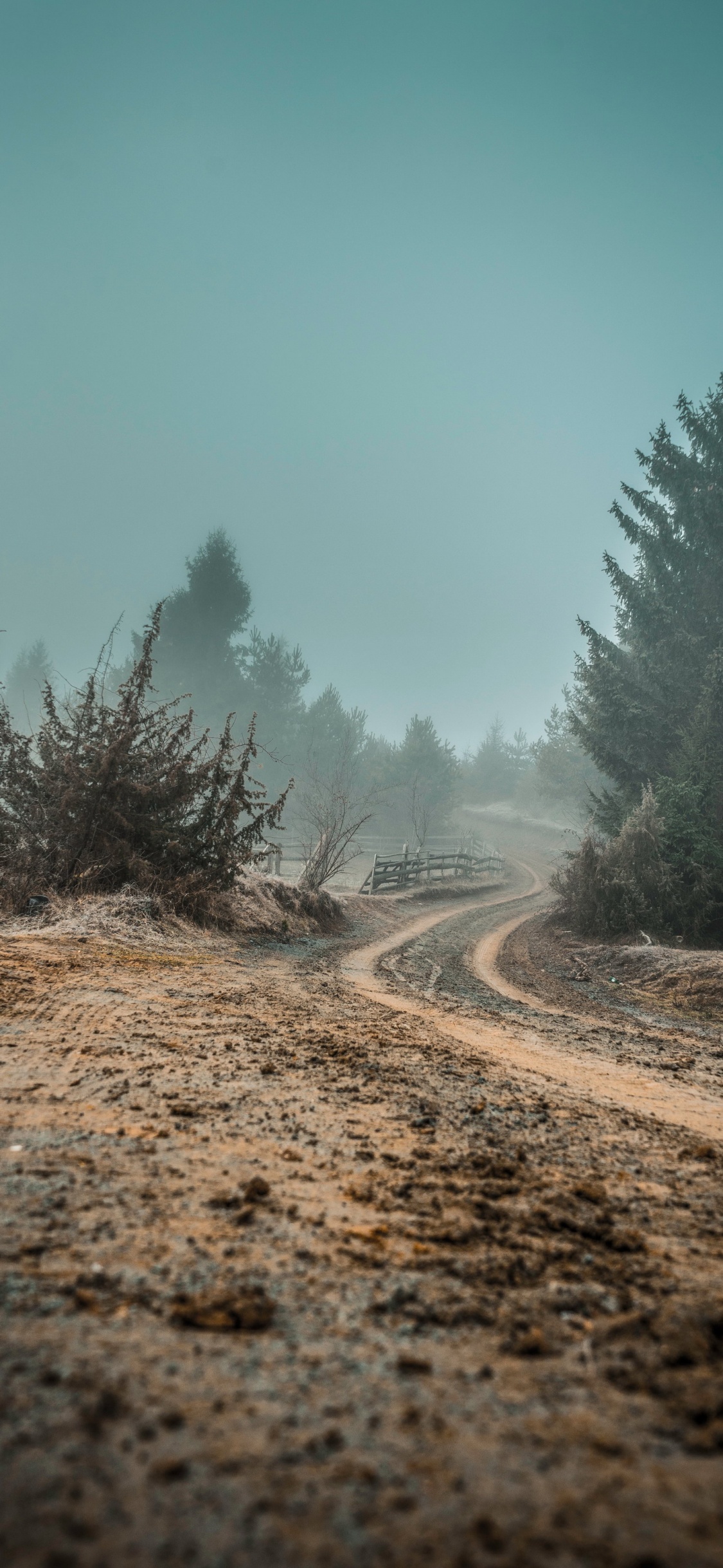 Surrealismus, Malerei, Landschaftsmalerei, Kunst, Baum. Wallpaper in 1125x2436 Resolution