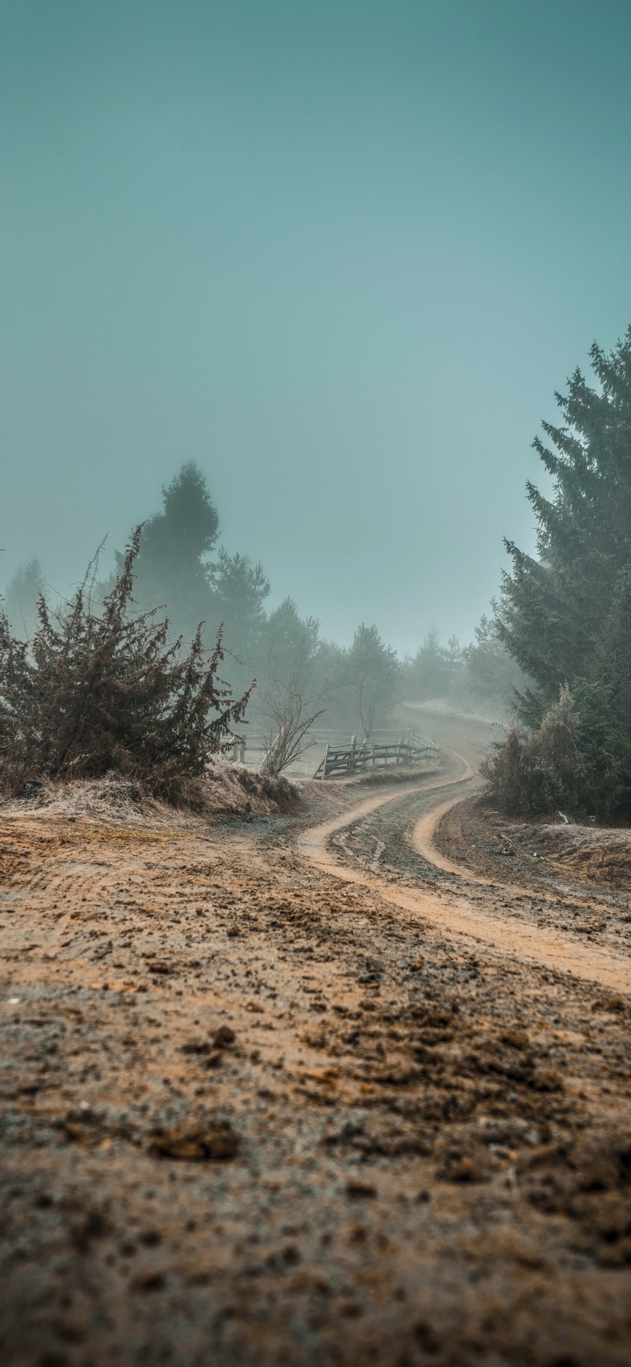 Surrealismus, Malerei, Landschaftsmalerei, Kunst, Baum. Wallpaper in 1242x2688 Resolution