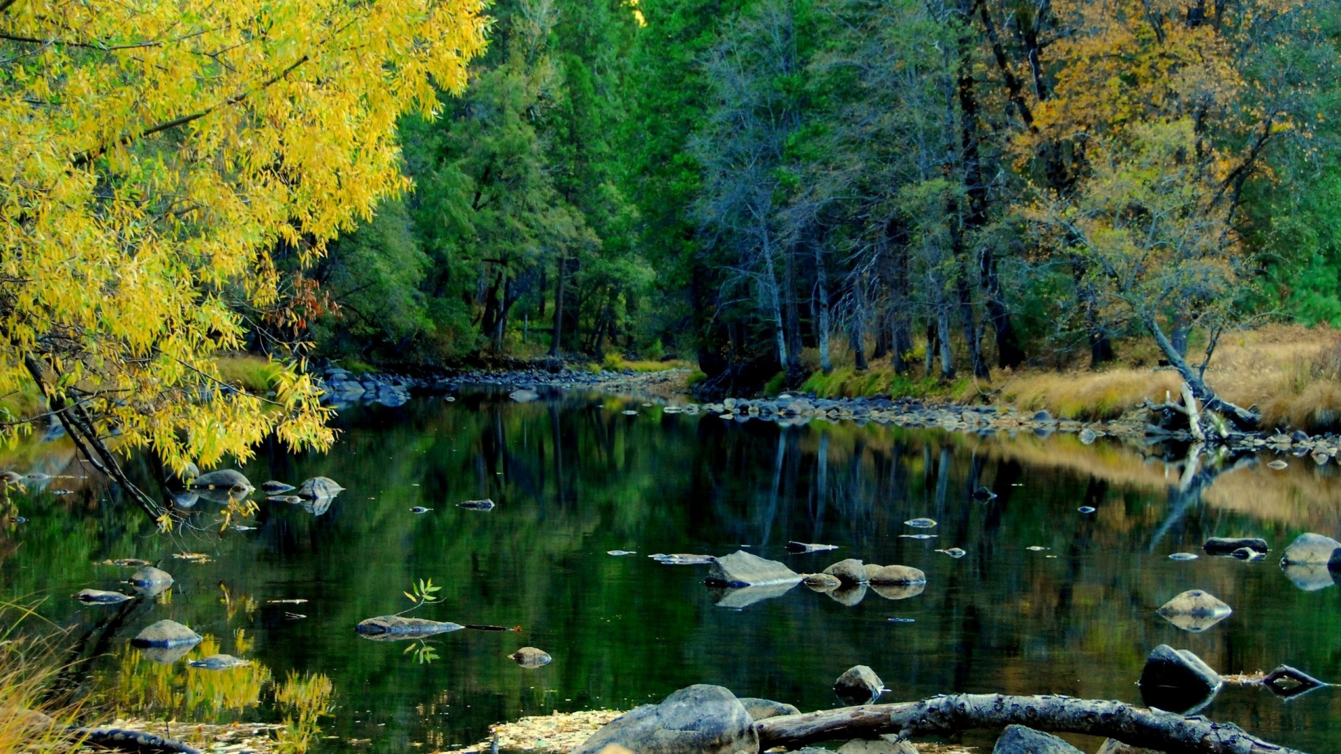 Arbres Verts au Bord de la Rivière Pendant la Journée. Wallpaper in 1920x1080 Resolution