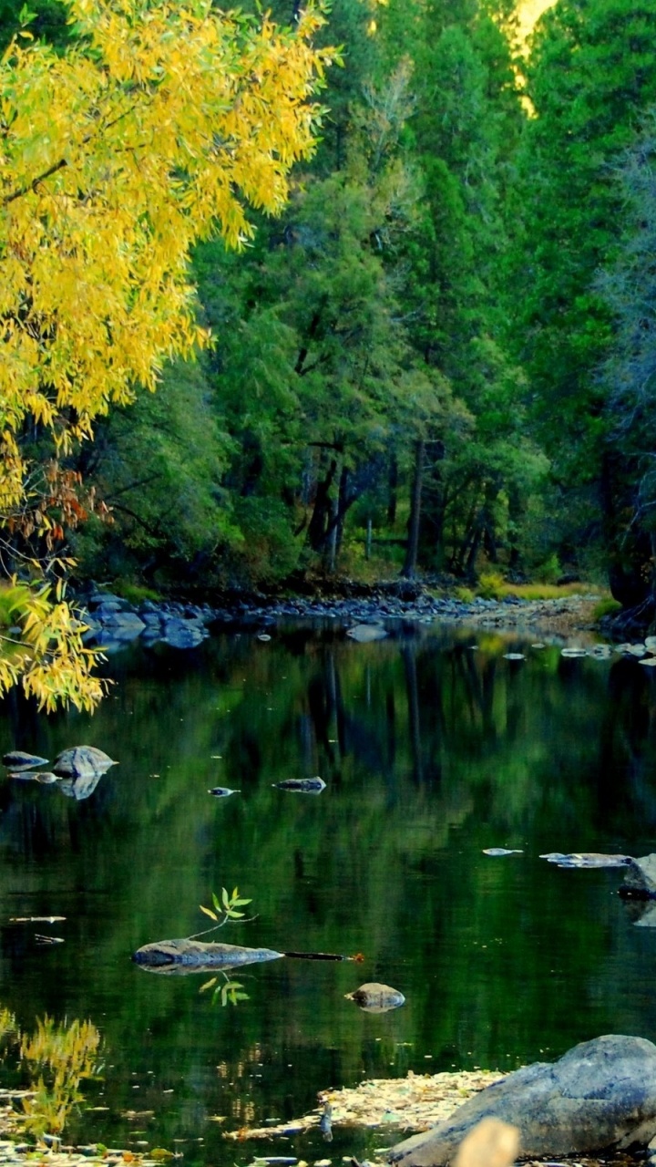 Green Trees Beside River During Daytime. Wallpaper in 720x1280 Resolution