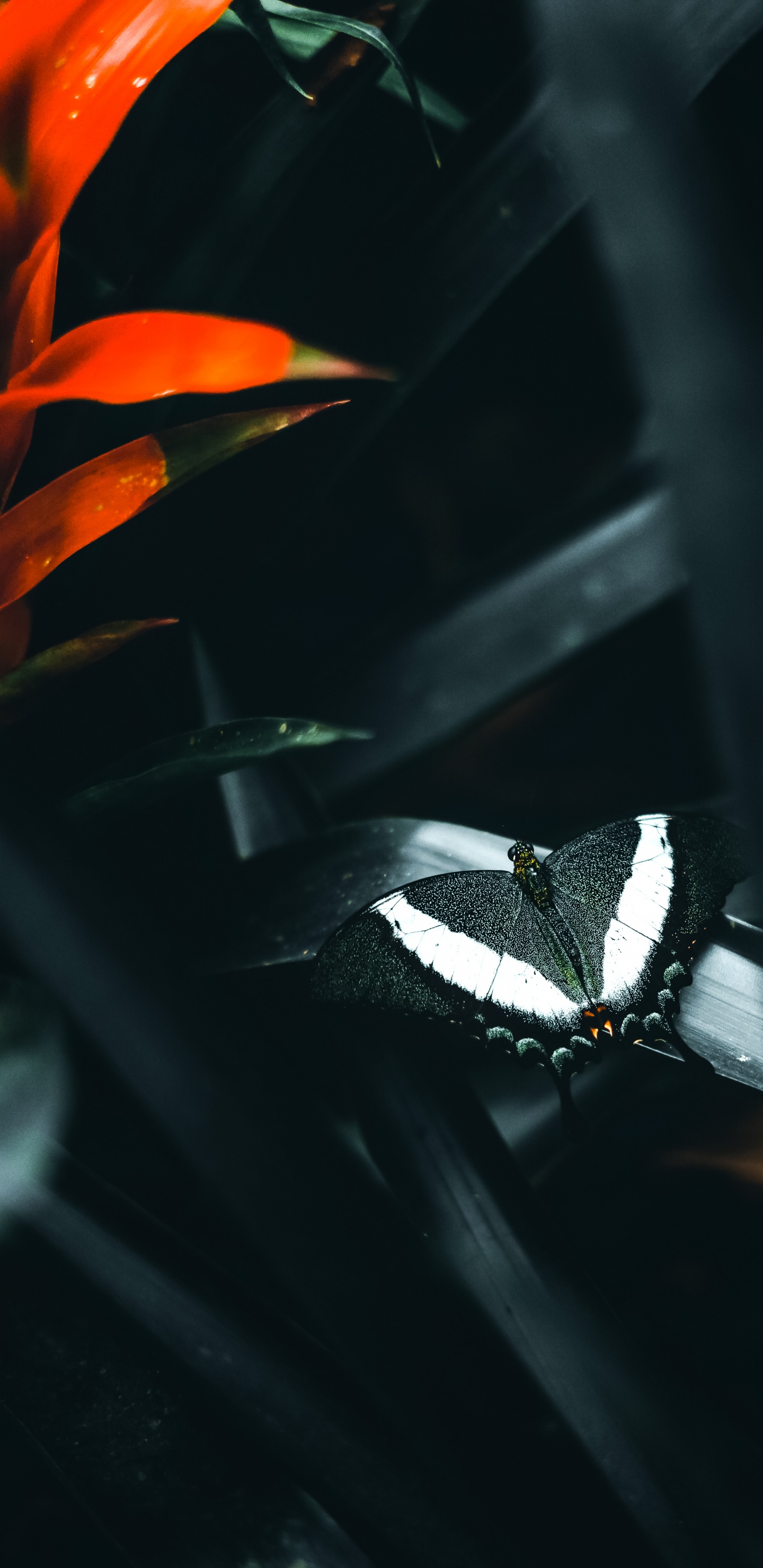 Darkness, Butterflies, Plant, Pollinator, Insect. Wallpaper in 1440x2960 Resolution