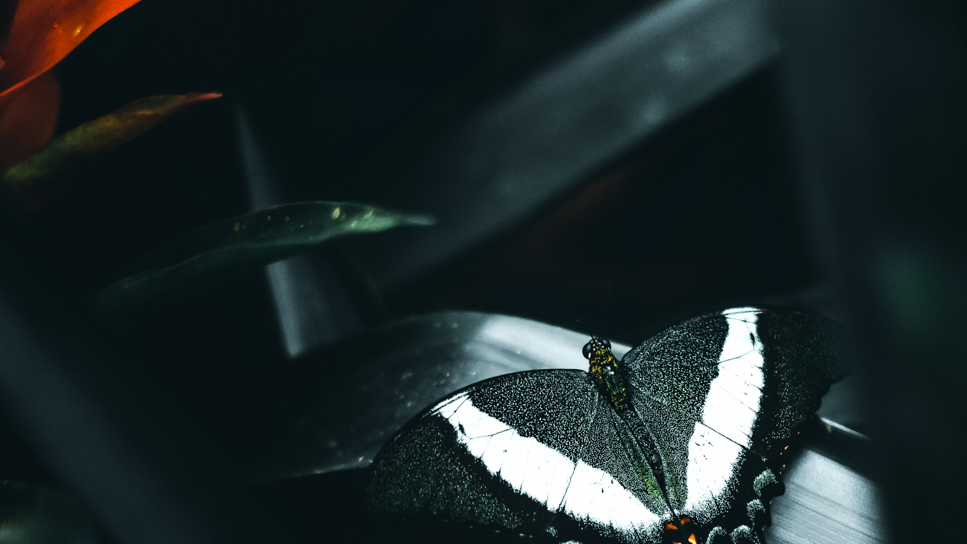 Darkness, Butterflies, Plant, Pollinator, Insect. Wallpaper in 1920x1080 Resolution