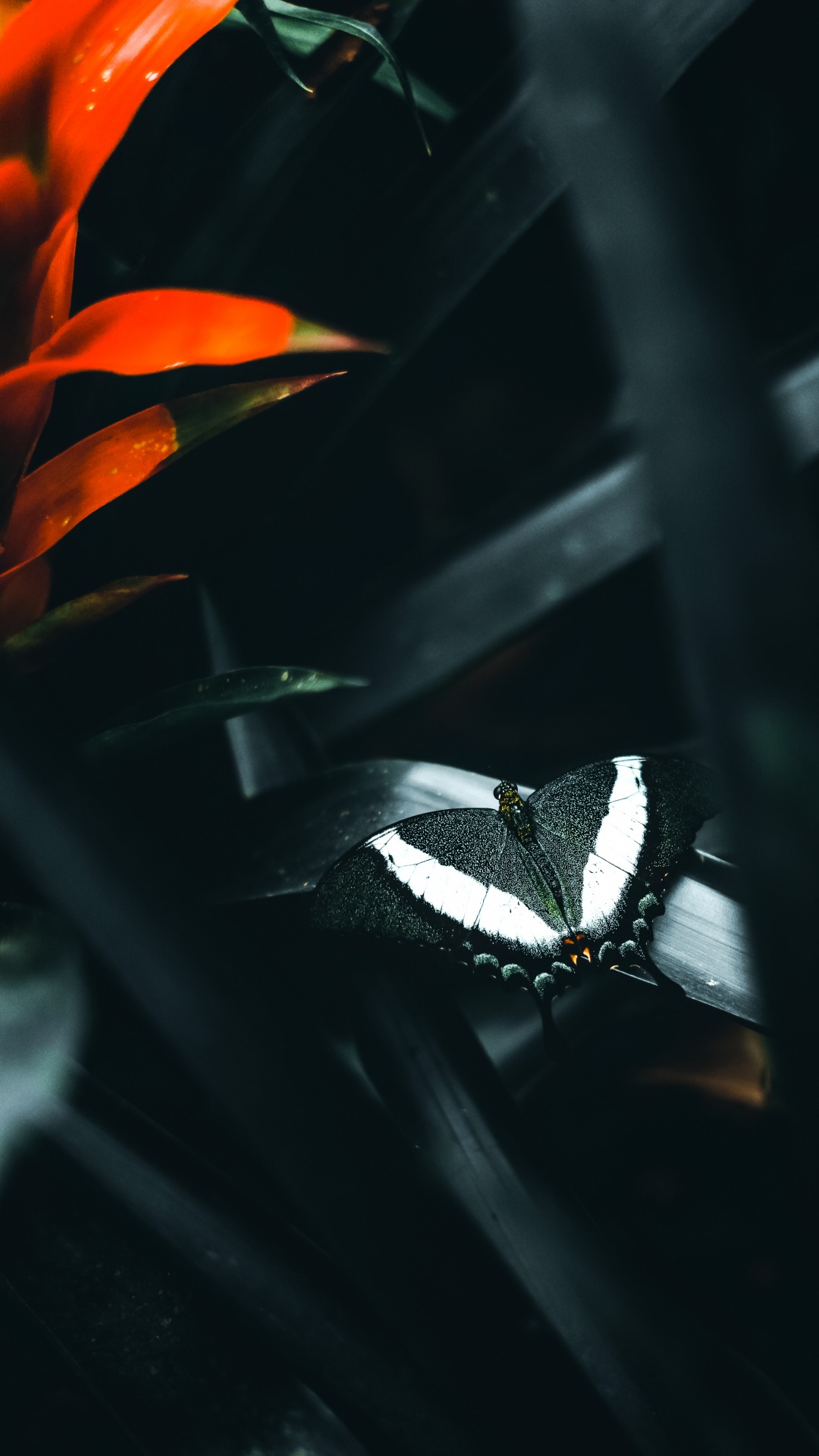 蝴蝶, 昆虫, 车灯, 节肢动物, 飞蛾和蝴蝶 壁纸 1080x1920 允许